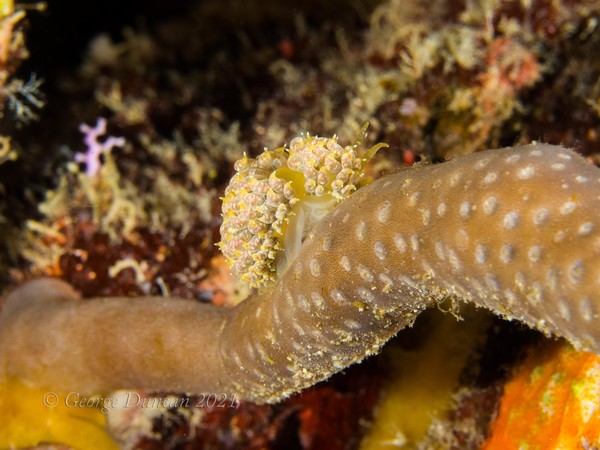 Unknown Nudibranch.jpg