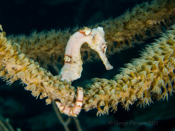 White Lined Seahorse.jpg