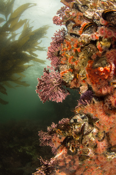 Amazing marine life density at the breakwater.  I love those strawberry anemones, mussels, barnacles, and coralline algae!