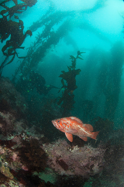 Vermillion Rockfish at Point Lobos