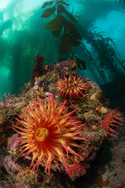 Fish eating anemones at Point Lobos.  Some rocks had nearly a dozen small red fish eaters!