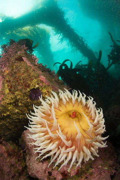Fish eating anemone and kelp at Point Lobos