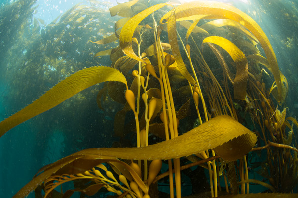 I love kelp in the sunshine