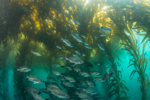 Beautiful schools of rockfish.  Rockfish schools are so darn hard to photograph! (for me anyways, any tips appreciated)