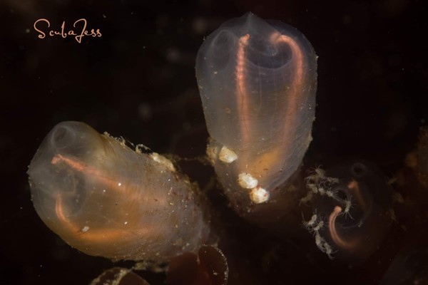 Neon sea flea family by light bulb tunicates