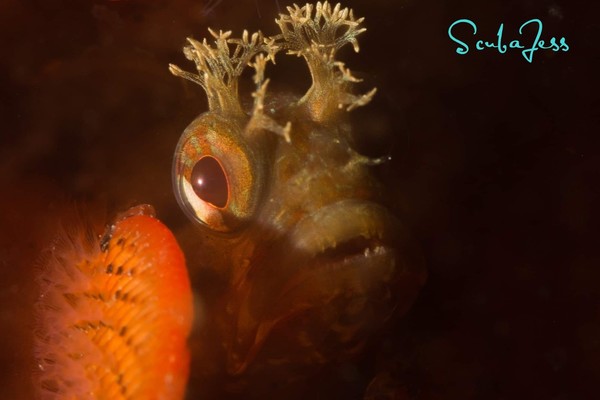 Tiny fringehead