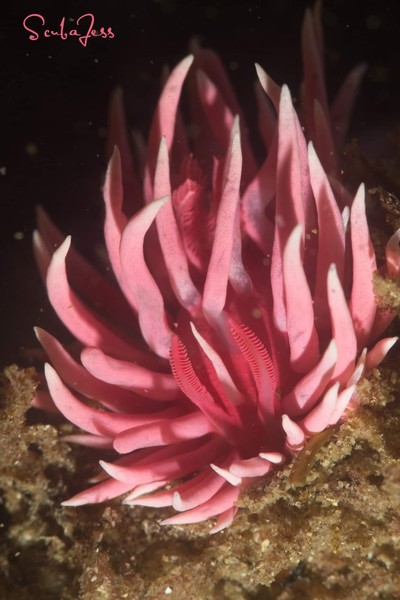 Hopkins Rose my new favorite Nudibranch