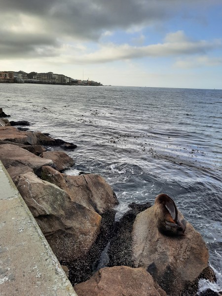 The breakwater was full of huge sea lions