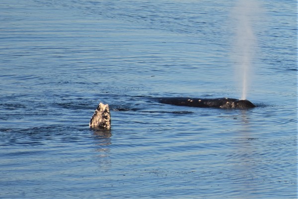 Two whales