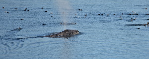 Whale with birds