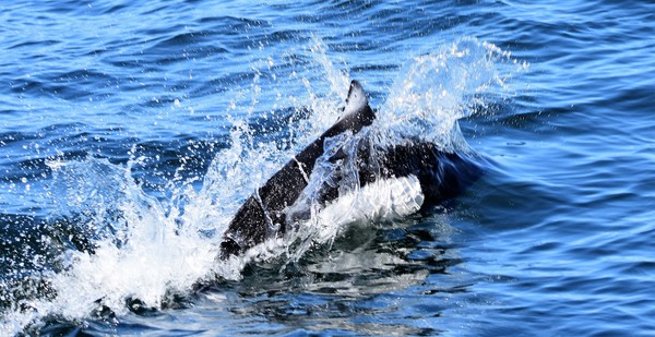 Dall porpoise