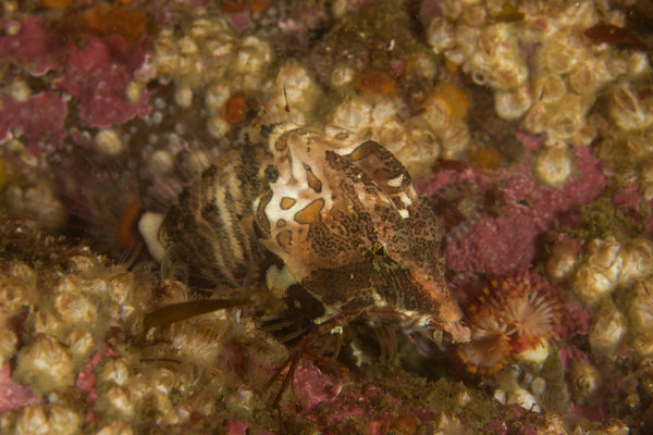 Grunt Sculpin.jpg