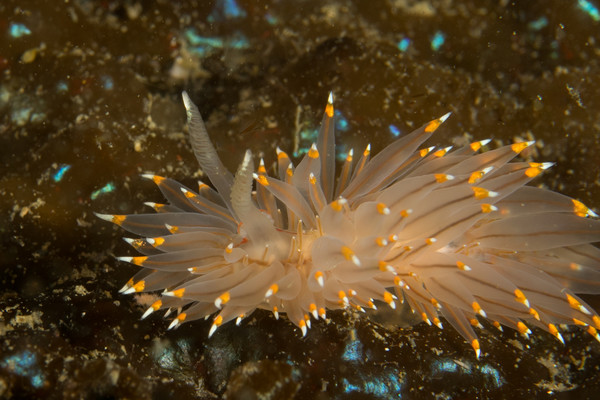 Janus Fusculous on Kelp.jpg