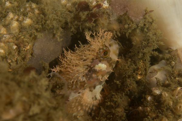 Mosshead Warbonnet.jpg