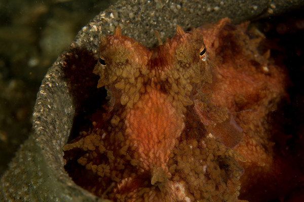 Small GPO in Moon Snail Eggs.jpg