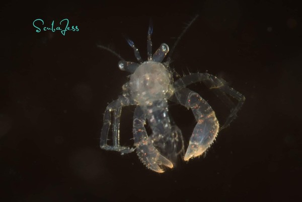 Baby crab in the water column