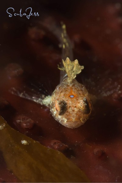 Baby sculpin