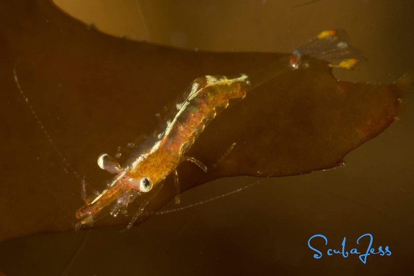 Baby Stiletto Shrimp