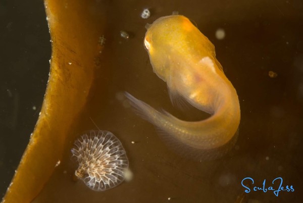 Baby Snailfish