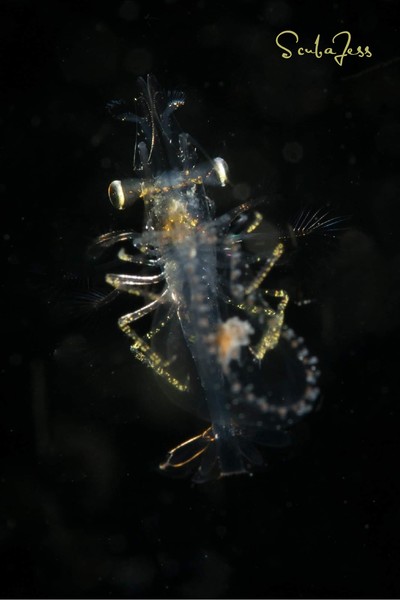 Baby shrimp riding a jellyfish