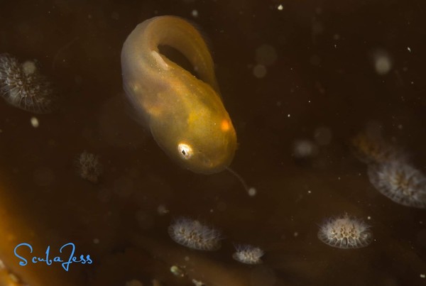 Baby Snailfish