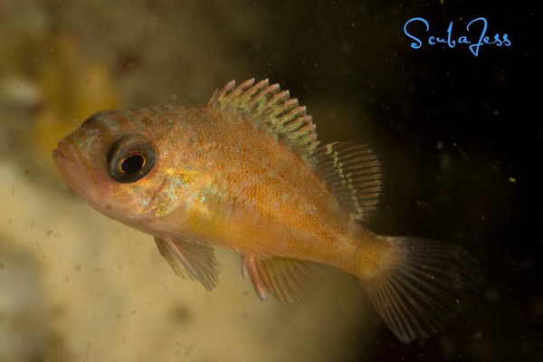Baby Rockfish less than 1 inch long