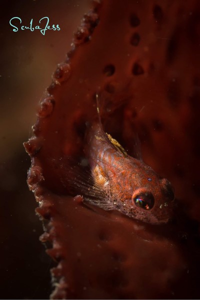 Baby Sculpin