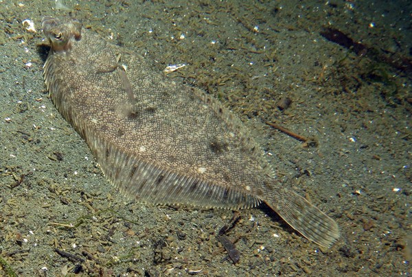 flounder_resized.jpg