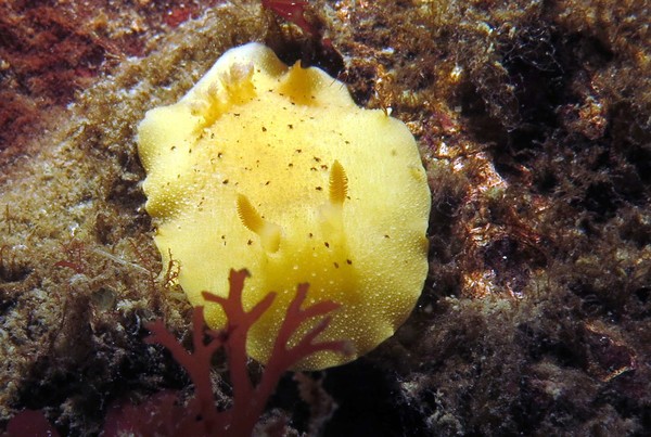 Yellow nudi_resized.jpg