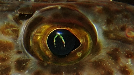 eye 1.JPG