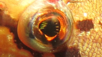 eye 2.JPG