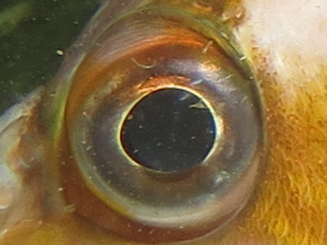 eye 3.JPG