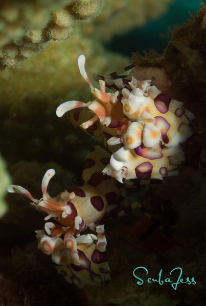 Harlequin Shrimp,  saw 5 total on our shore dive at Ulua Beach