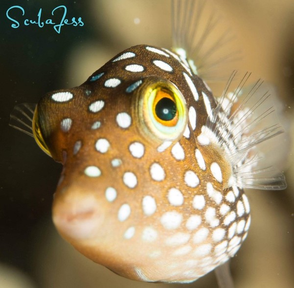 Pufferfish