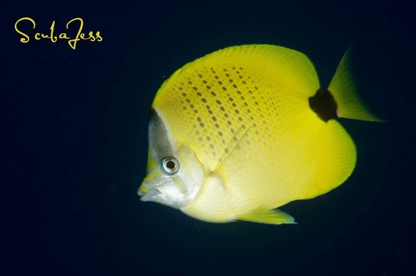 Butterflyfish