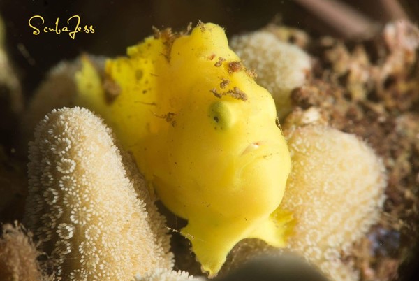 Baby Frogfish