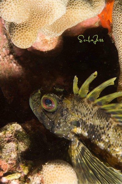 Green lion fish