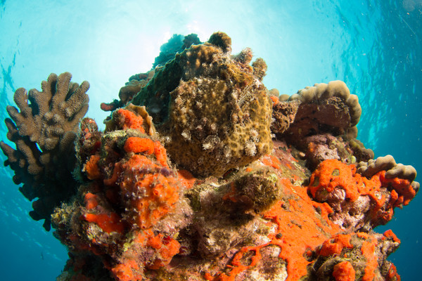 Frog fish (we saw 4 total)