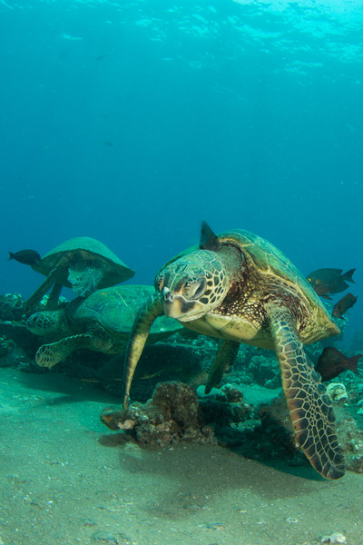 Turtle cleaning station