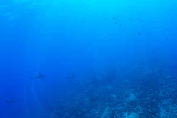 A school of about a dozen hammers cruising by at 40'.