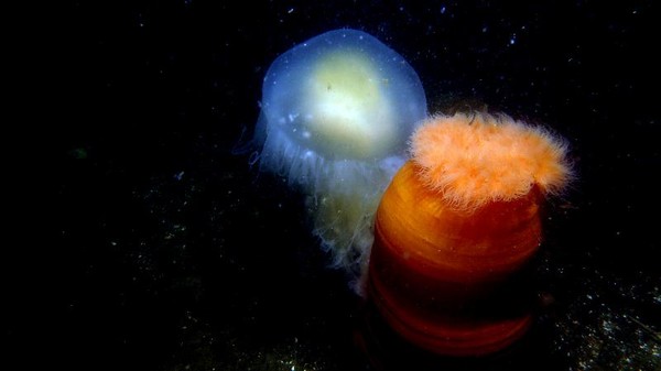 sea anemone jelly 1_resized.jpg