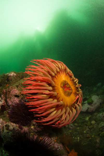 A fish-eating anemone from Salt Creek.