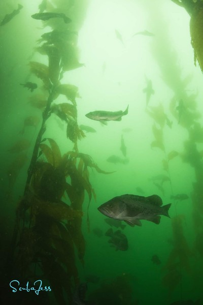 I found some really lovely rockfish at Seiku!!! Was sooo nice to see a few fish in the ocean