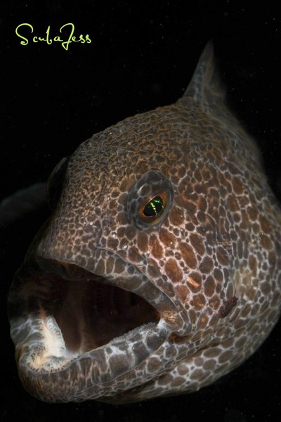 Very talkative wolf eel at Mukilteo