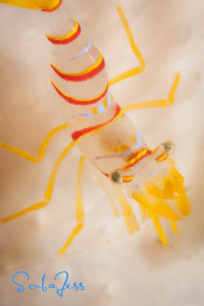 Candy Stripe Shrimp at Mukilteo Geo dome... I saw 2 or 3 of them, thanks to H2ODr for the anemones relocation program