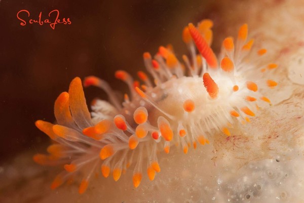 Cockerell's Dorid at Keystone