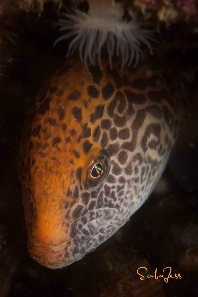 Baby wolf eel at Keystone