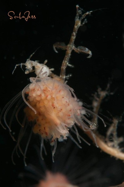 Pregnant skeleton shrimp on PMH at Mukilteo