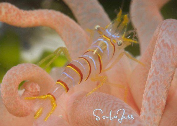Candy Stripe Shrimp at Mukilteo Geo Dome
