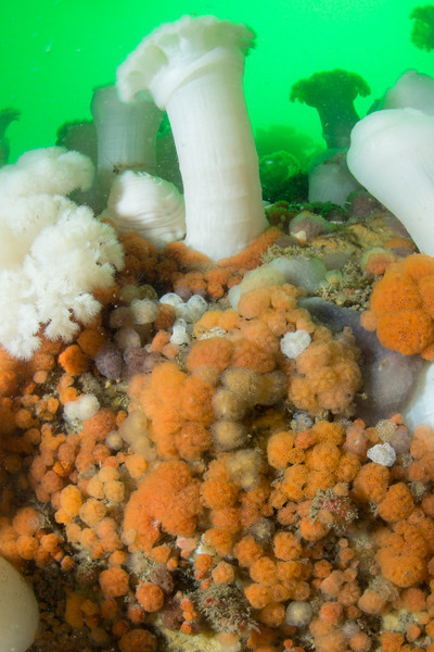 Compound Tunicates on Long Island Wall.  Thanks to Briston for taking us out on his boat!